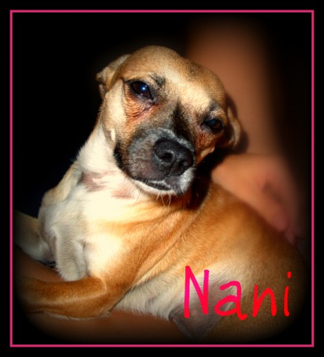 holaaa yo soy nani y soy la mayor soy una perrita muy responsable y buena,me encontraron debajo de un puente con mi mami y mis hermanitos,no se nada de mi mami biologica ni mis hermanitos pero se que estan por mi pueblo en novelda,gracias a menescal mi veterinario que ayuda a buscar casa puede llegar a mi actual casita tan bonita donde vivo con mi papi y mi mami y la desastre de mi hermana... soy una mezcla entre chiguagua y mini pincher.. o algo de eso me an dicho! Bueno un lameton Nani holaaa yo soy nani y soy la mayor soy una perrita muy responsable y buena,me encontraron debajo de un puente con mi mami y mis hermanitos,no se nada de mi mami biologica ni mis hermanitos pero se que estan por mi pueblo en novelda,gracias a menescal mi veterinario que ayuda a buscar casa puede llegar a mi actual casita tan bonita donde vivo con mi papi y mi mami y la desastre de mi hermana... soy una mezcla entre chiguagua y mini pincher.. o algo de eso me an dicho! Bueno un lameton Nani